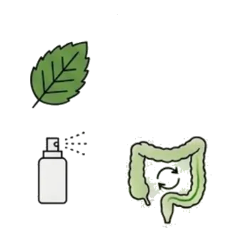 Una hoja de menta y un difusor junto a un colon