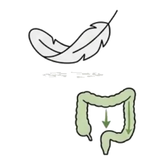Una pluma sobre un colon con una flecha hacia abajo